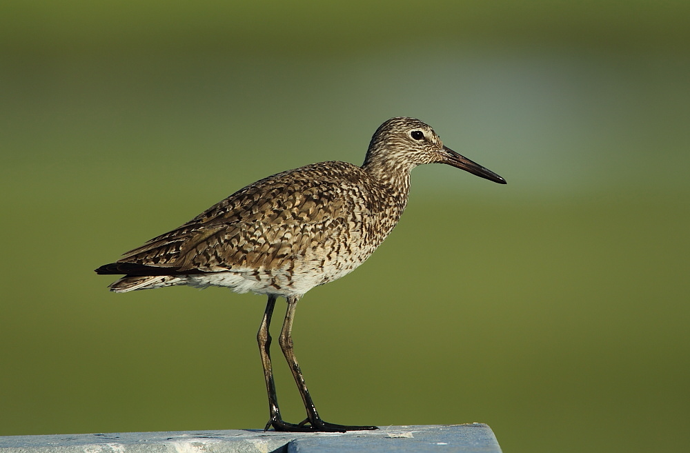 Willet