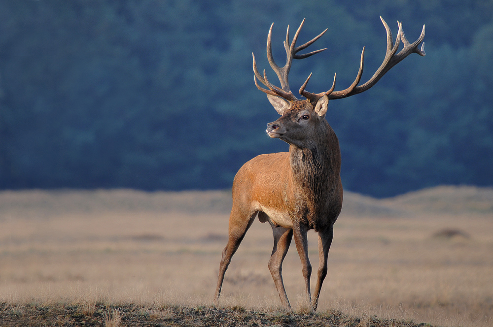 Der Platzhirsch in der Abendsonne.