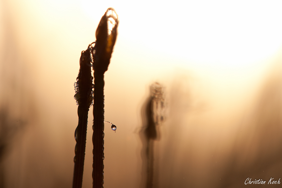 Morgenstimmung im Moor