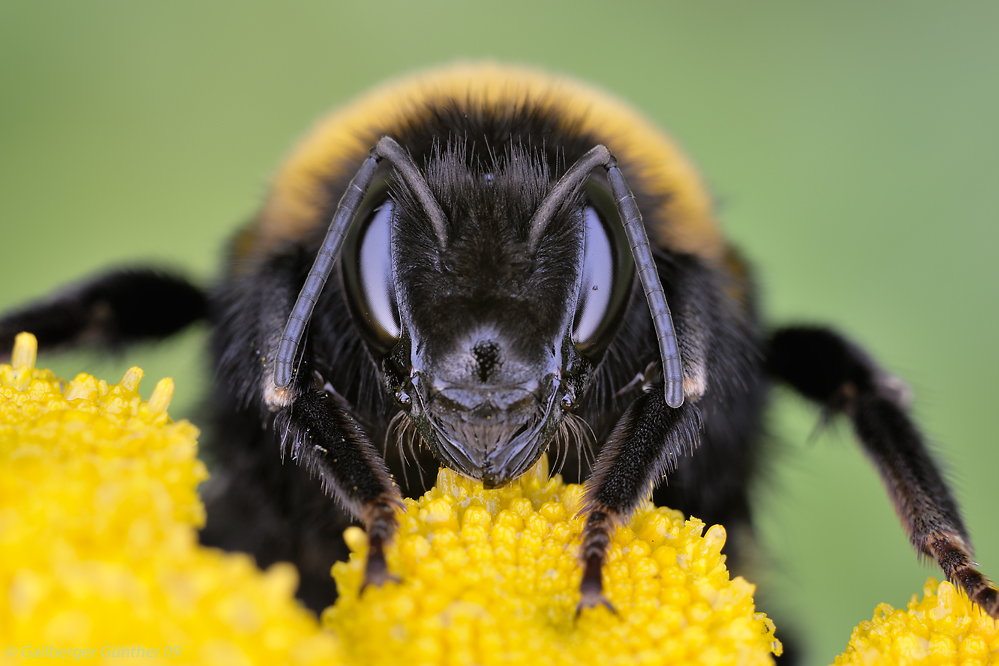 was sind hummel bilder wert