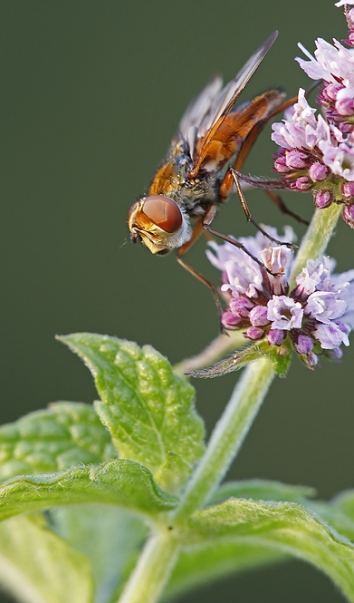 Raupenfliege