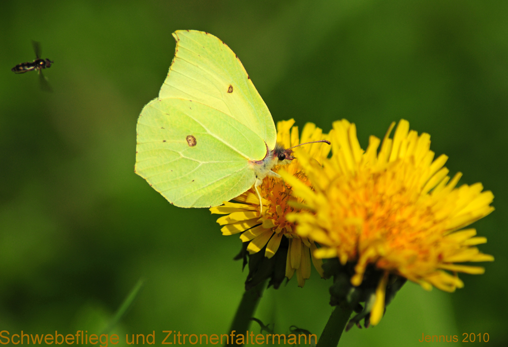 Schwebefliege Zitronenfalter und Löwenzahn