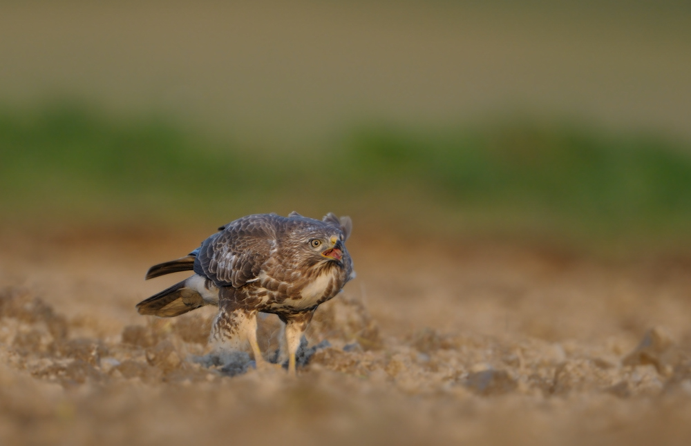 Bussard