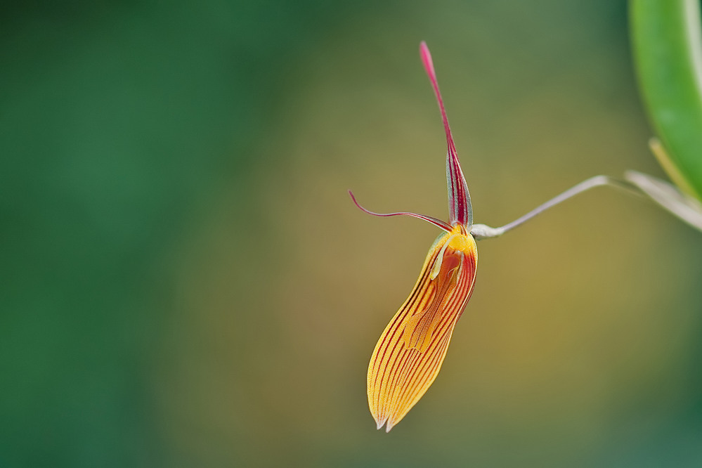 Kolumbianische Orchidee