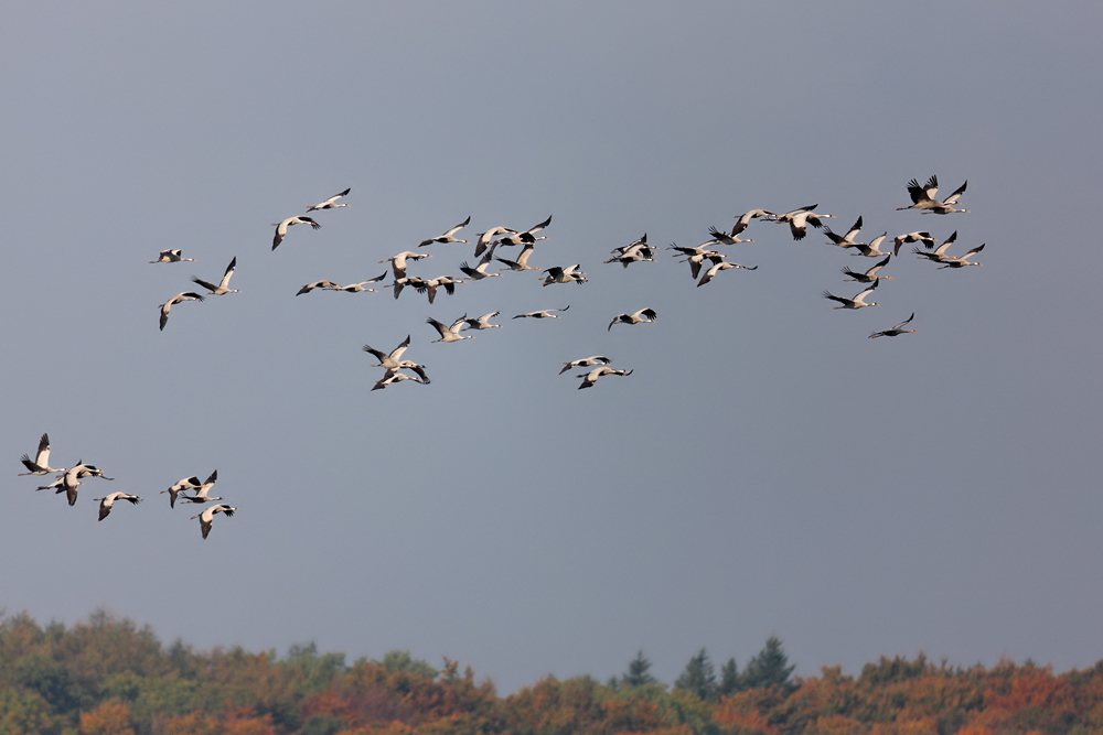 Kranichflug im Herbst 1