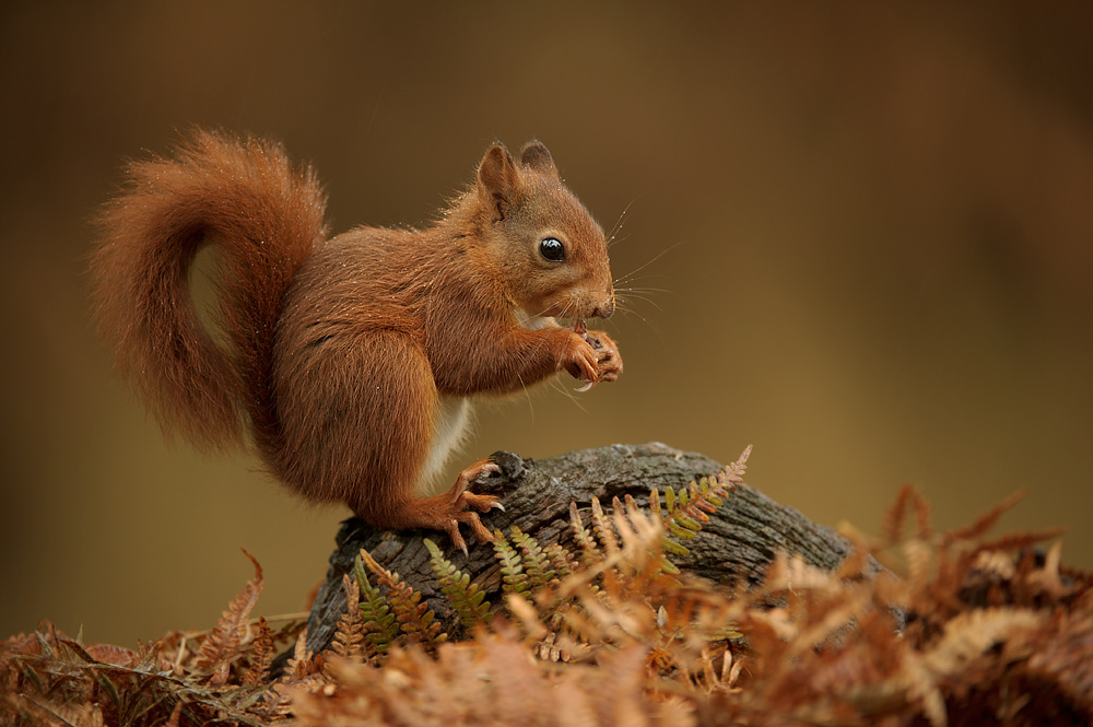 Red squirrel in light rain