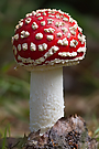 junger Fliegenpilz (Amanita muscaria var. muscaria)