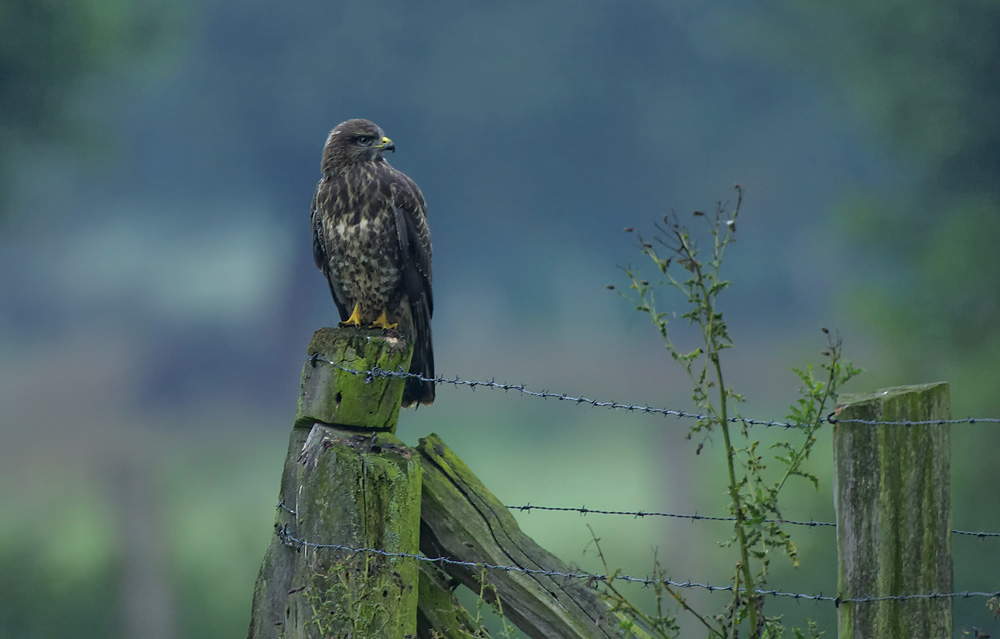 bussard im morgendunst