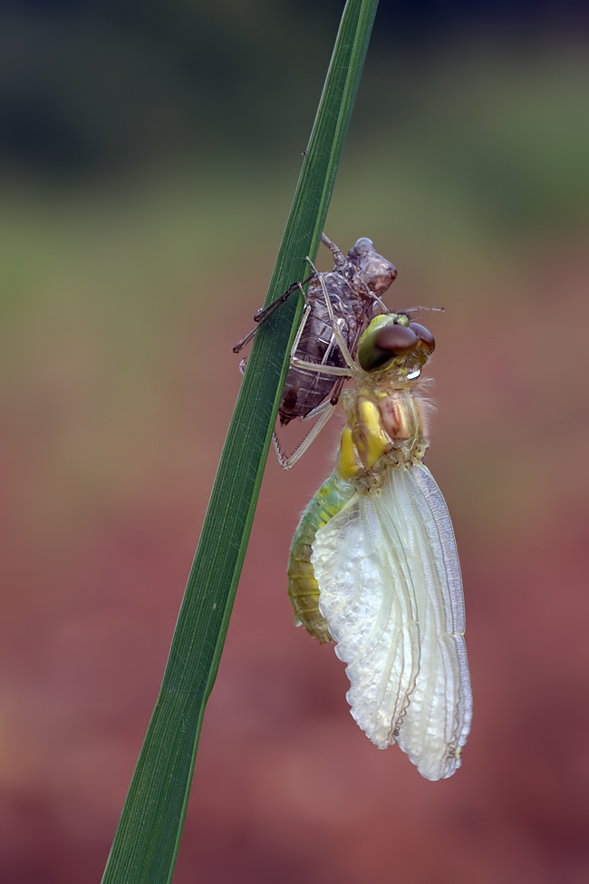 Geburtstunde eine Libelle,,