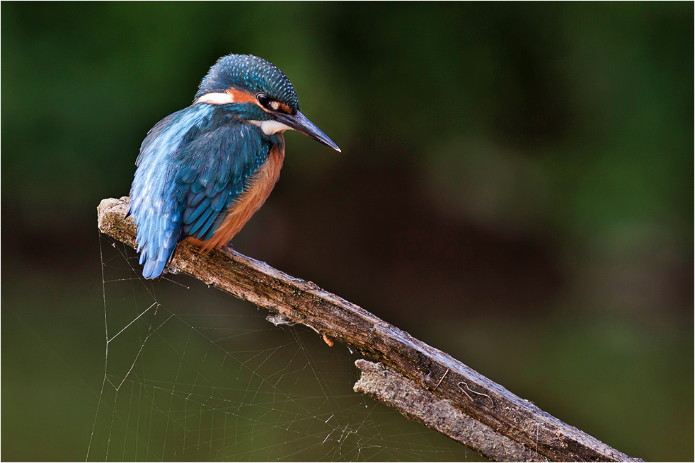 Eisvogel