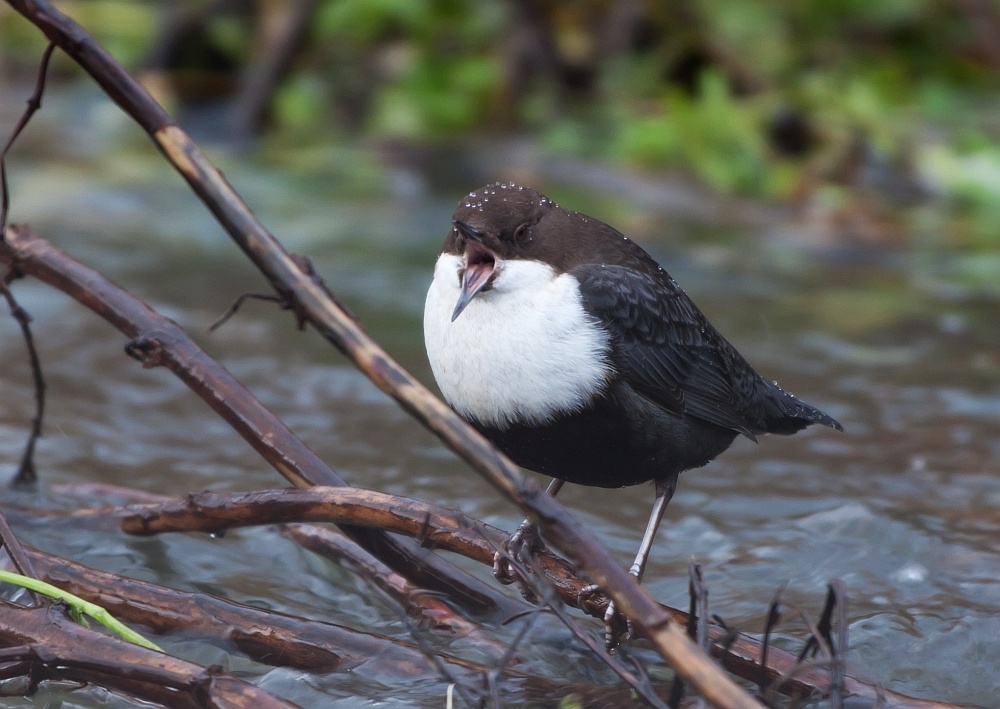 Wasseramsel, die Skandinavische!