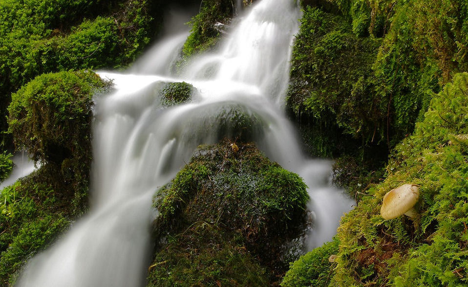 Wildbach mit Bilz