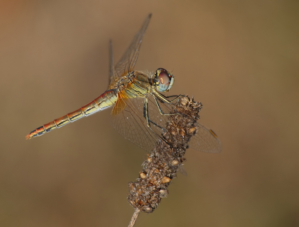 Frühe Heidelibelle (Sympetrum fonscolombii) (2)