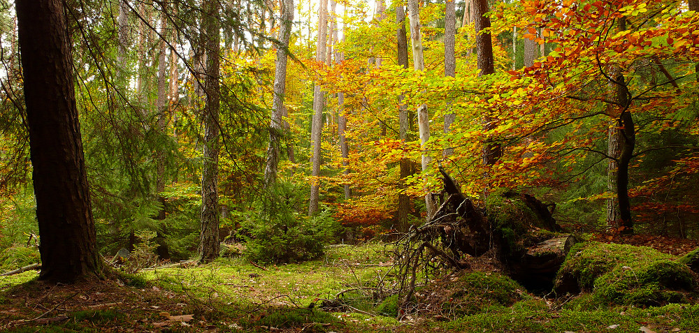 Herbstwald