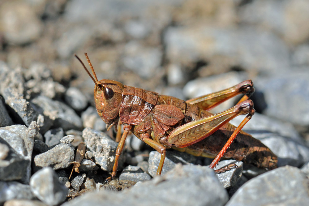 Schweizer Goldschrecke (Weibchen)