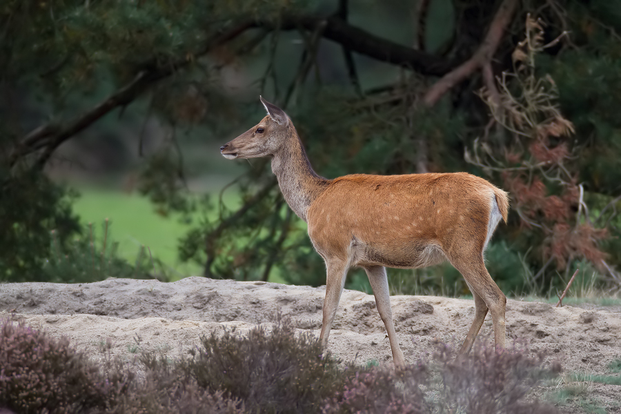 Rothirschkuh (Cervus elaphus elaphus)