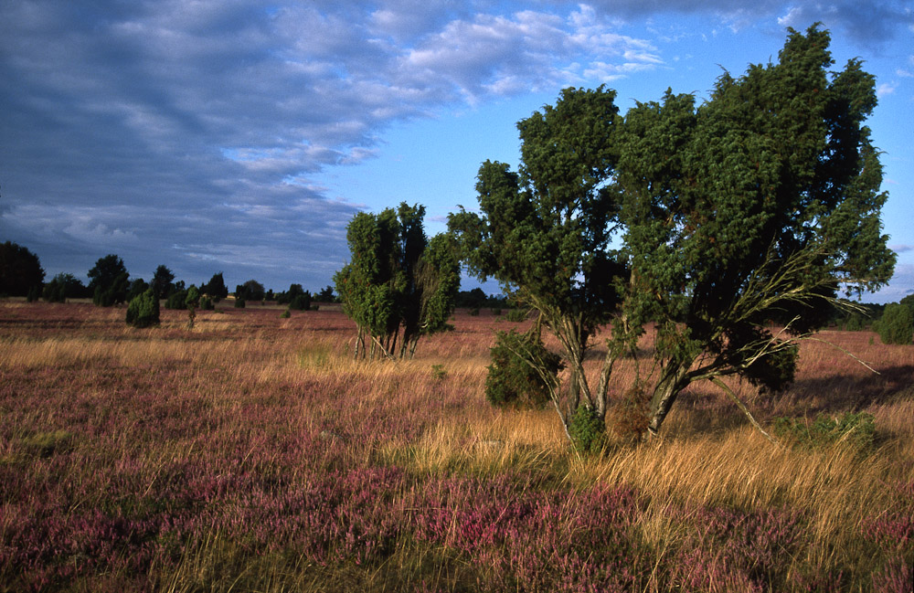 Wacholderheide im Abendlicht