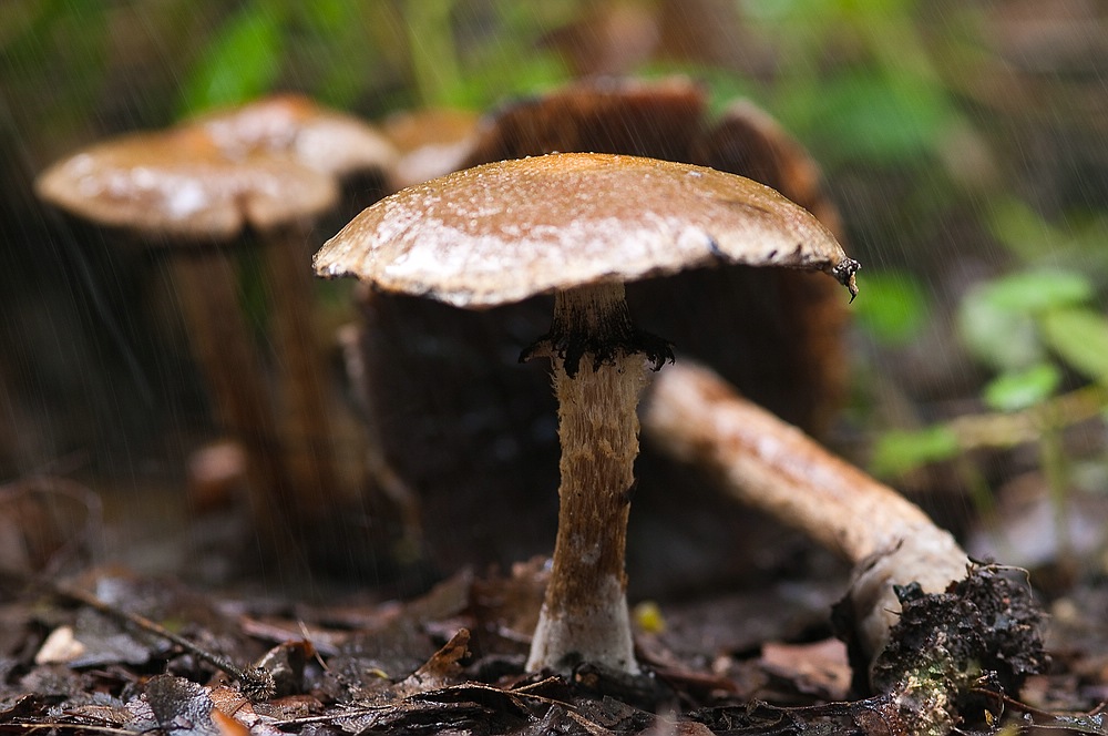 "Pilz im Regen"