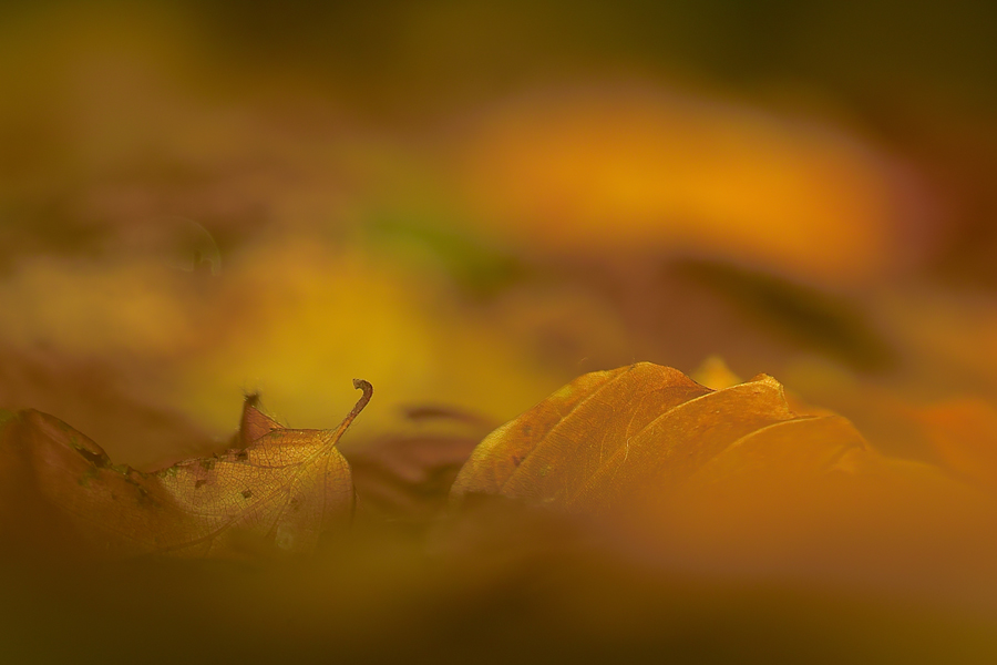 Herbst am Waldboden