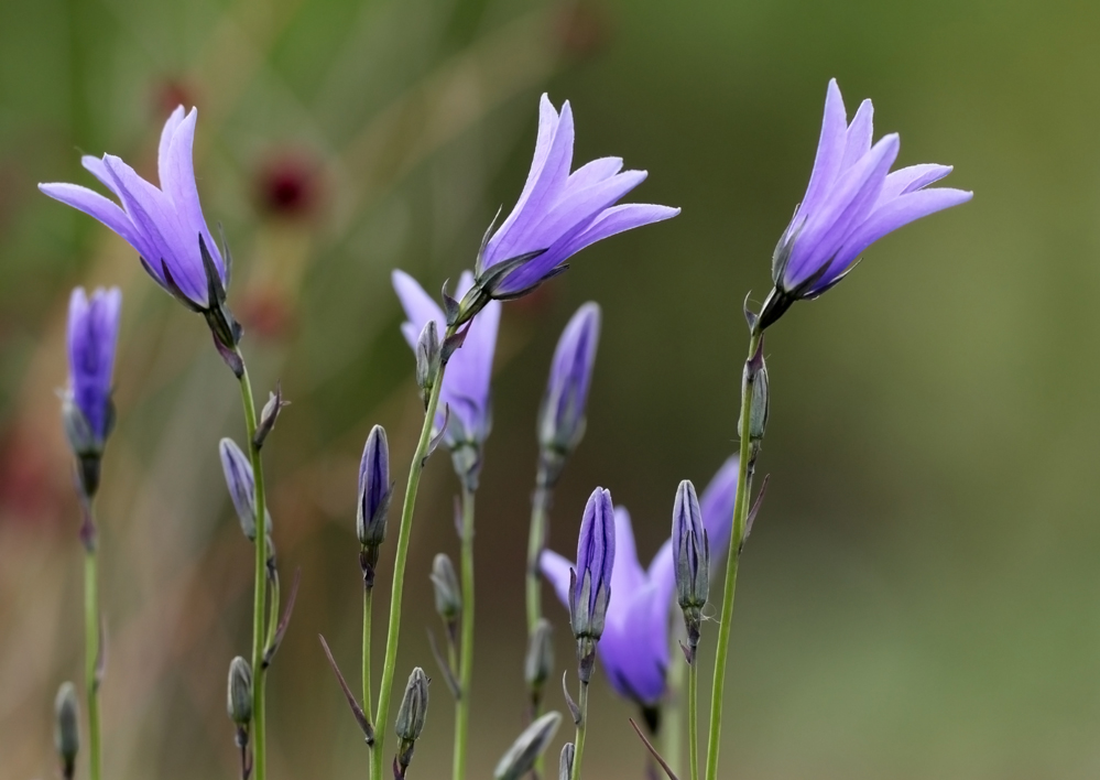Steiles Blau...