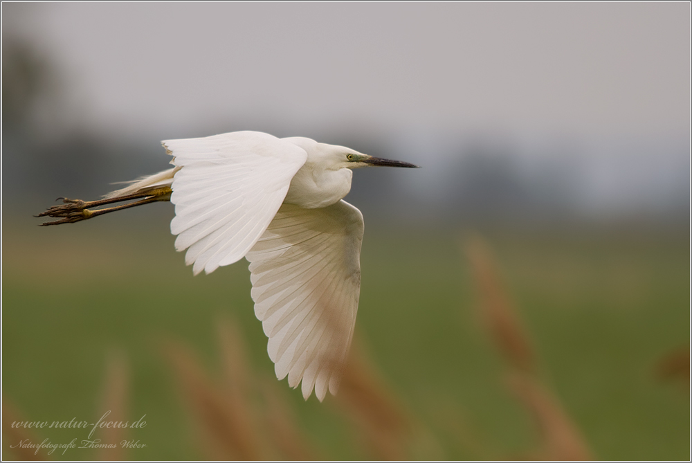 Silberreiher (Casmerodius albus) im Flug