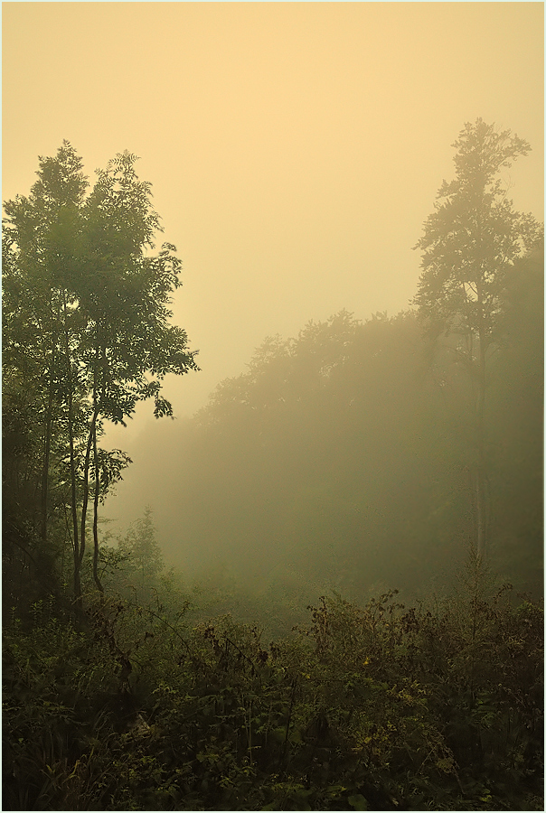 *Lichtung im Nebel*