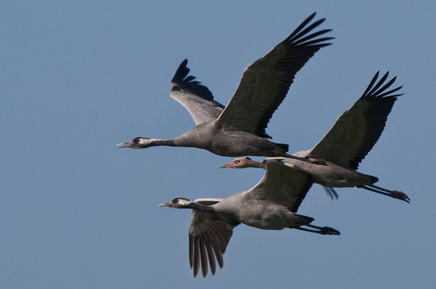 Kranichfamilie im Flug