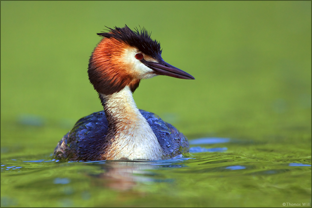 [ Haubentaucher (Podiceps cristatus) ]