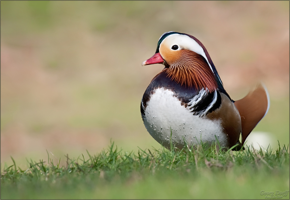 Wildlebende Mandarinente