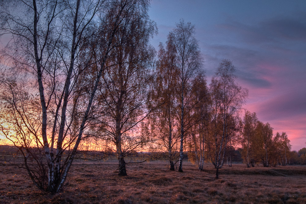 Birkenreihe im Morgenrot