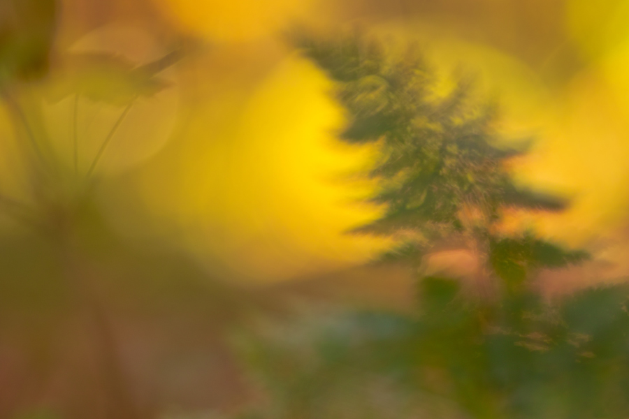 Nur (Herbst)Farben und (Herbst)Licht