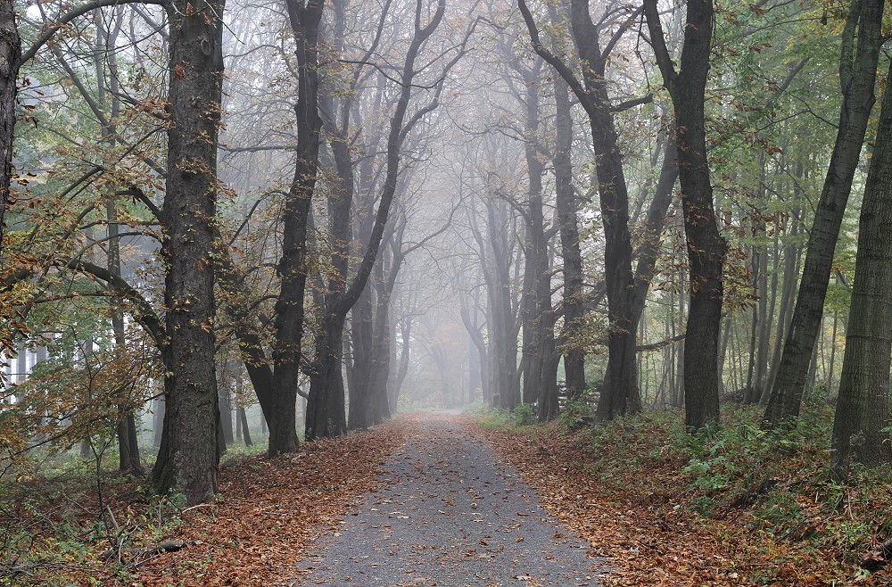 Kastanienallee