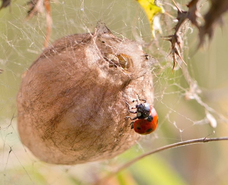 Krabbenspinne und Marienkäfer auf Wespenspinnenkokon