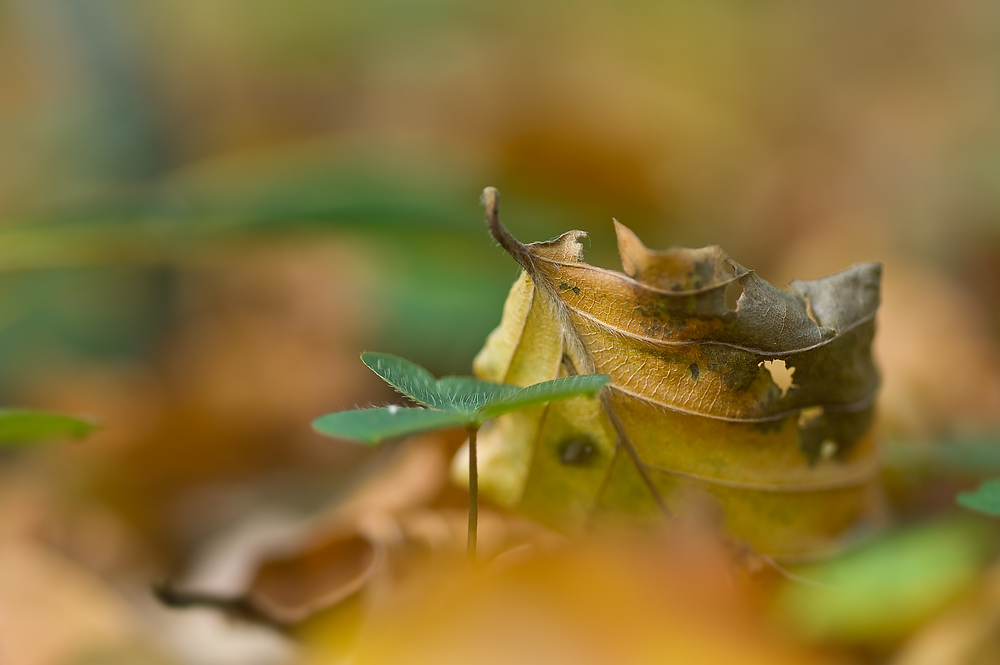 Herbstfarben