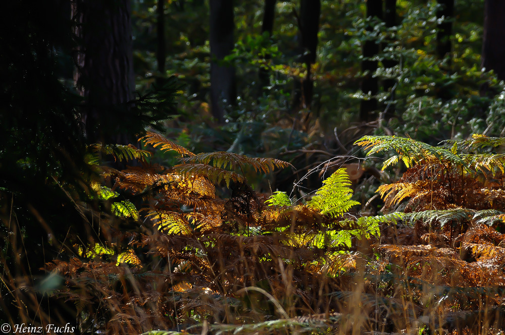 Adlerfarn  im Herbst