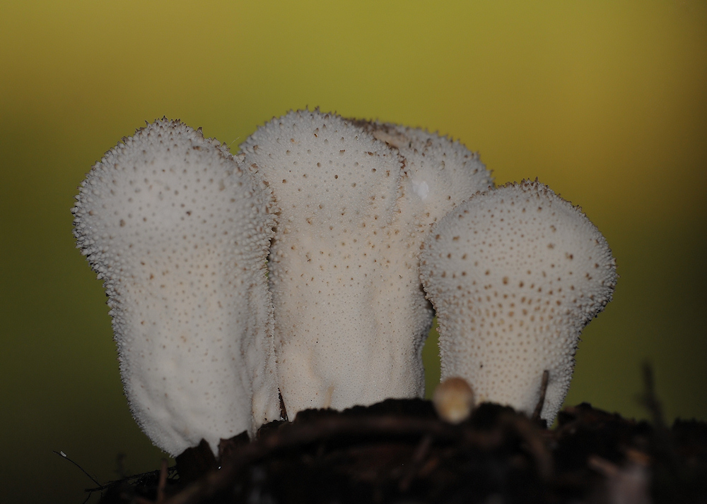 Trio im Wald