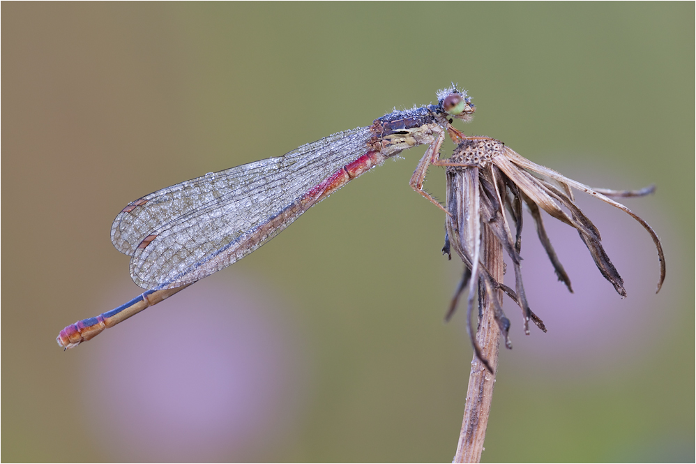 Späte Adonisjungfer (Ceriagrion tenellum )