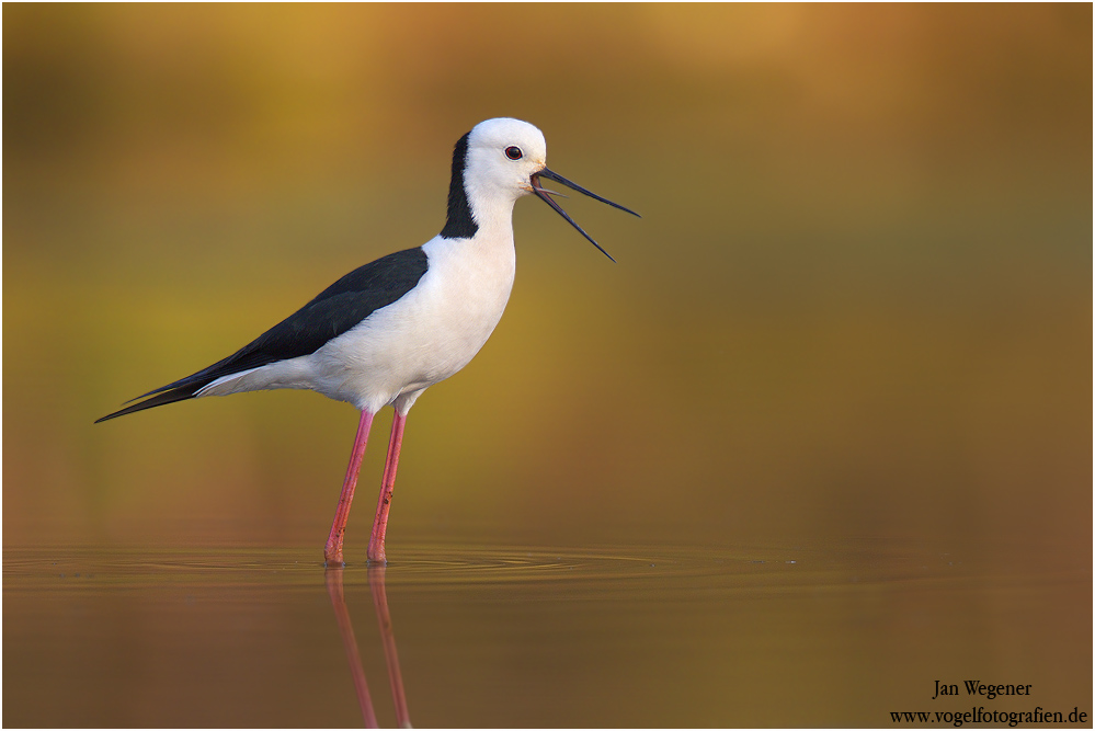 Weißgesicht-Stelzenläufer (Himantopus leucocephalus) White-headed Stilt