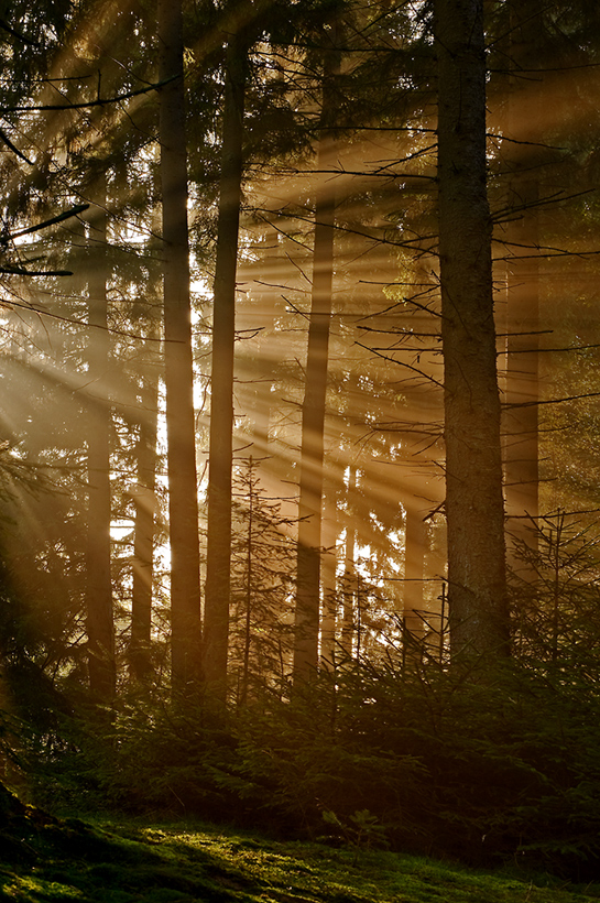 Strahlen im Wald