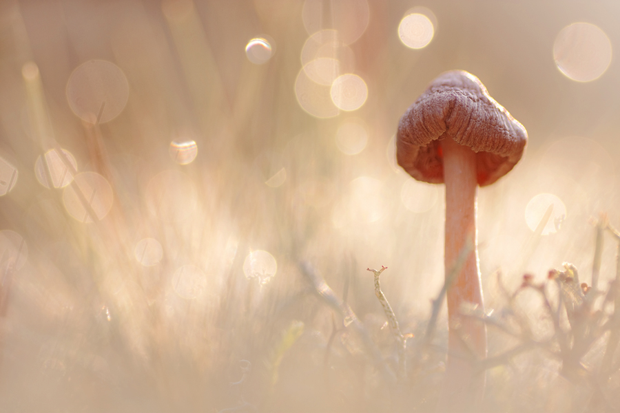 Pilz im Gegenlicht