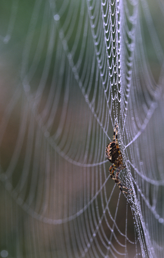 Spinne im Netz