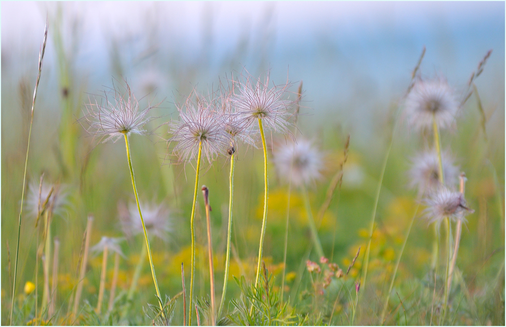 *Pulsatilla vulgaris*