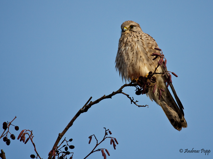 Ein Turmfalke zum Einstand