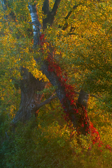 Frühherbst