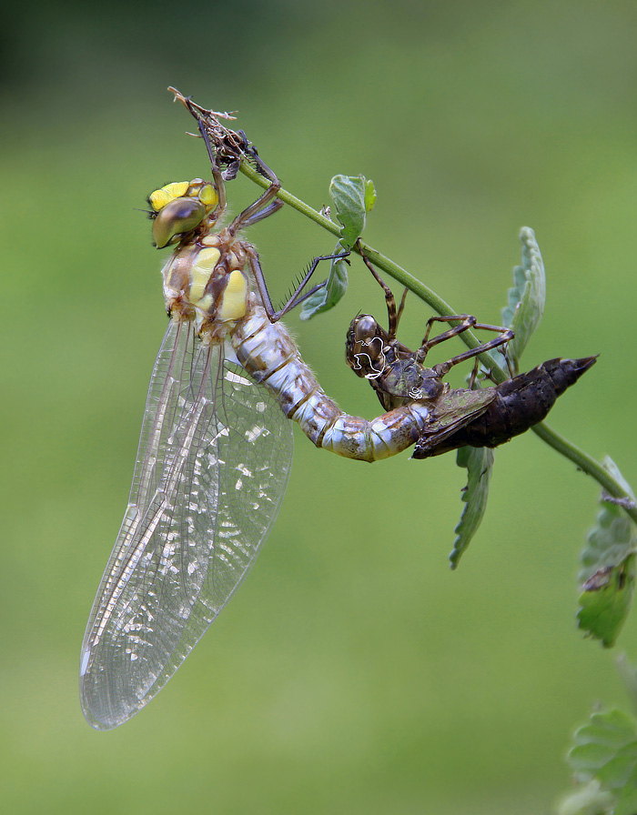 Libelle