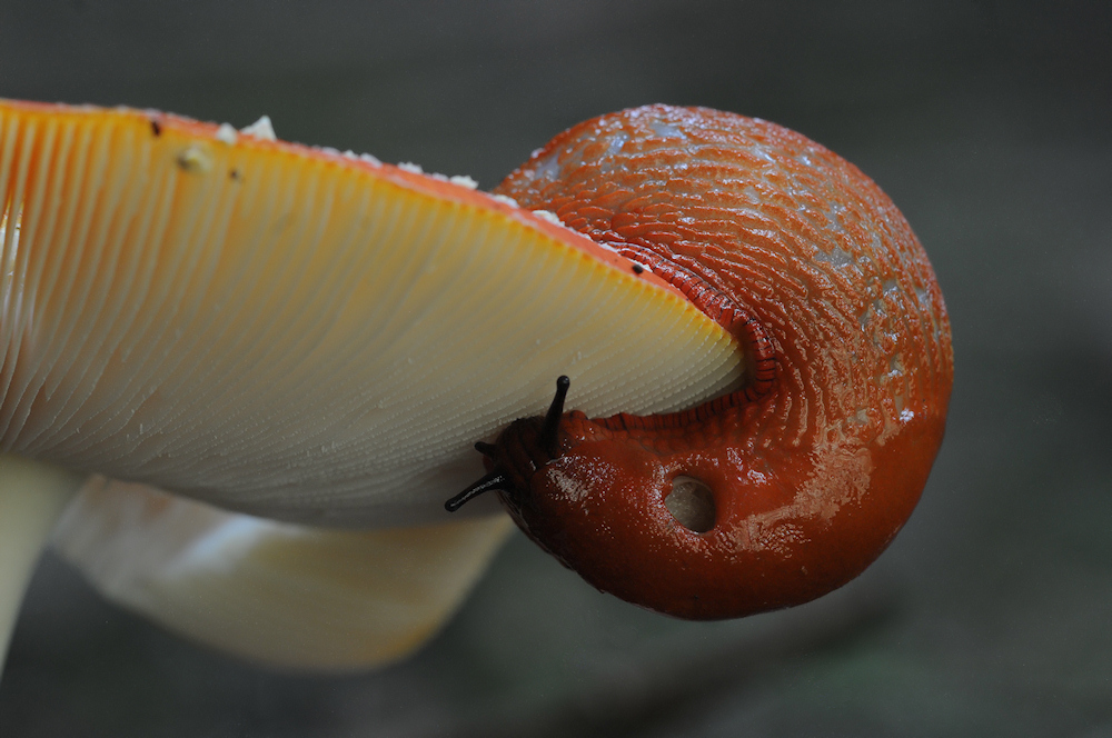 Fliegenpilz mit Gast