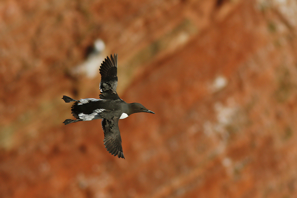 Trottellumme im Flug