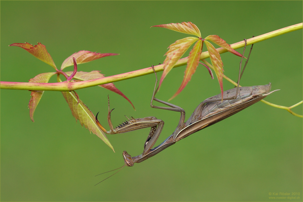 Mantis religiosa