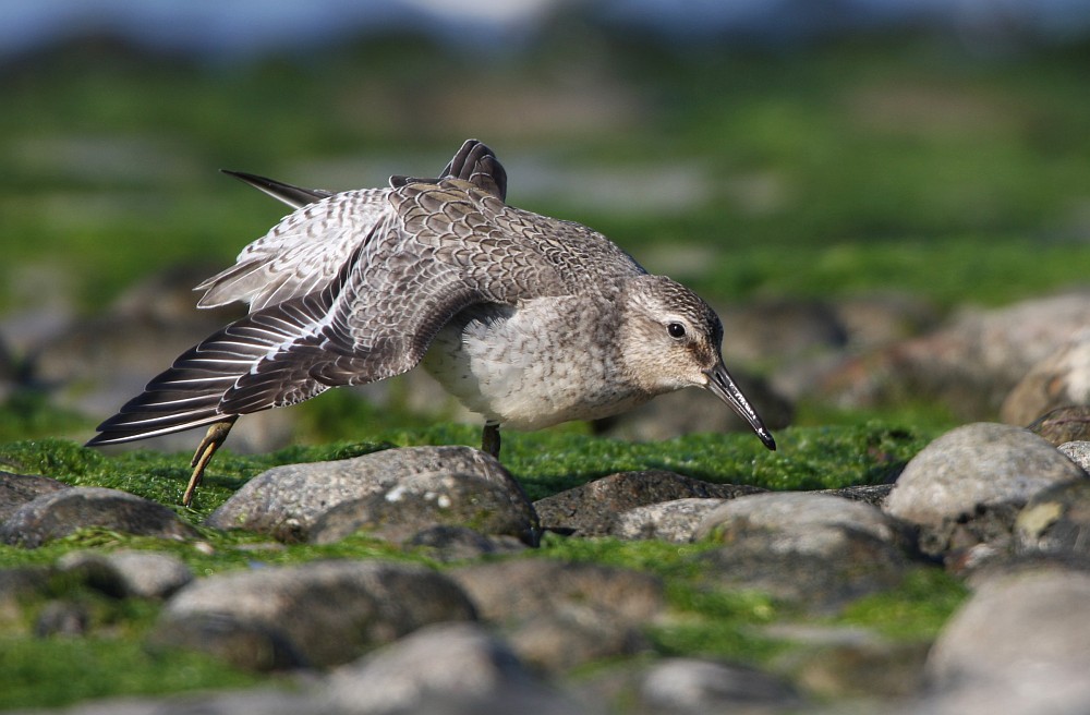 Knuttjungvogel