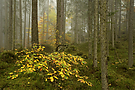 Herbst im Bergwald